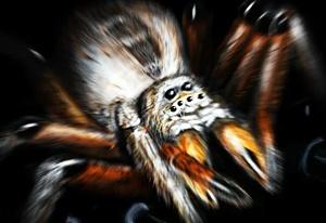 play Arachnid Wars