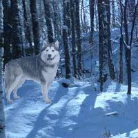 play Alaskan Winter Forest Escape