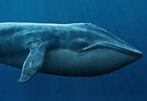 play Real-Size Whale