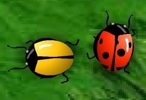play 2 Many Bugs