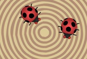 play Crazy Ladybugs