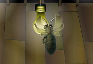 play Tiger Moth