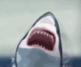 play New York Shark