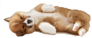 play Corgi Clicker