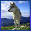 Wild Animal Life: Wolf Quest