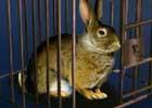 play Bunny Cage Rescue