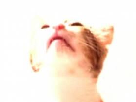 play Meow Is The Cat - Free Game At Playpink.Com