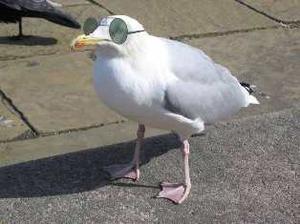 play Steven Seagull : Owl By Herself