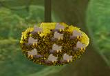 play Honey Bees Forest Escape