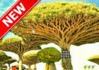 play Seedling Afforest