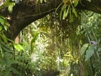 Abandoned Ancient Amazon Escape