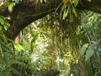 play Abandoned Ancient Amazon Escape