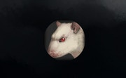 play Rat Clicker 2