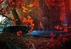 play Red Autumn Forest