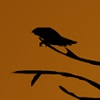 play A Crow In Hell