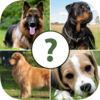 Pups Pet Trivia – The Dog Lovers Pictoword Quiz