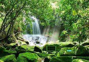 play The Forest Escape