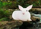 play Rain Forest Rabbit