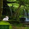 play Rain Forest Rabbit Escape