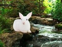 play Rain Forest Rabbit Escape