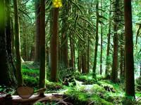 play Hidden Forest Escape