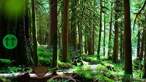 play Hidden Forest Escape