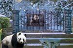 Can You Escape Baby Panda