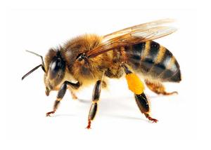 play The Bee Cage