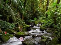 play Cig Forest Fairy Escape