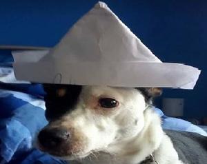 play Doggo Go Borko