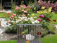 play Cig Duck Escape