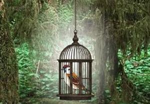 play Sparrow Escape