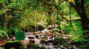 Wet Evergreen Forest Escape