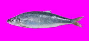 play Fish Fish Fish Fish Fish Fish