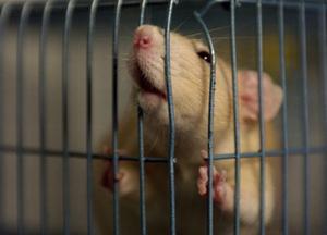 play Rat In A Cage