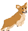 play Corgi Course