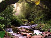 play Medieval Forest Escape