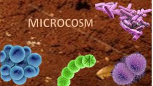 play Microcosm: Individual Board