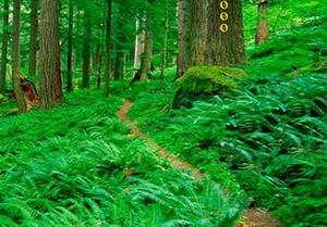 play Easy Escape: Greeny Forest