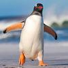 Penguin Simulator: Arctic Beach Survival