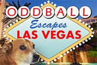 Oddball Escapes Las Vegas