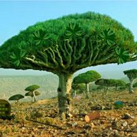 Dragon Tree Forest Escape Wowescape