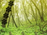 play Forest Challenge Escape