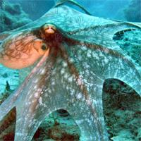 play Hidden-Alphabets-43-Gazzyboy