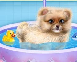 play Pomerarian Puppy Day Care