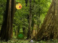 play Wild African Forest Escape