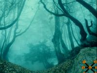 play Spooky Forest Escape
