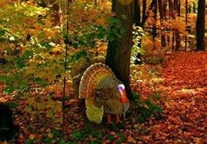 play Domestic Turkey Rescue