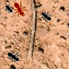 Ant Splat