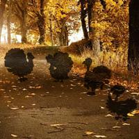 play Hiddenogames Hidden Thanksgiving Turkey